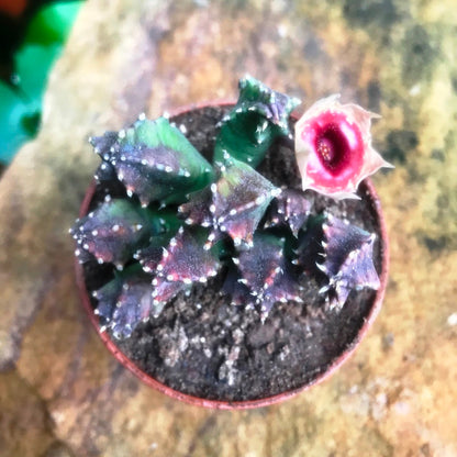  Huernia Insigniflora Plant Succulent Plant