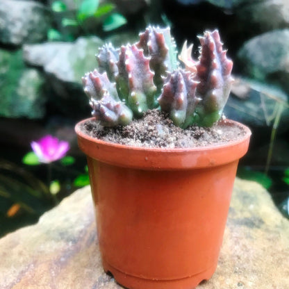  Huernia Insigniflora Plant Succulent Plant
