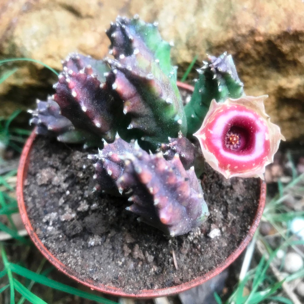  Huernia Insigniflora Plant Succulent Plant