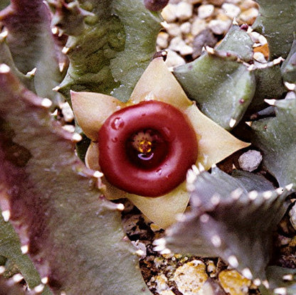  Huernia Insigniflora Plant Succulent Plant