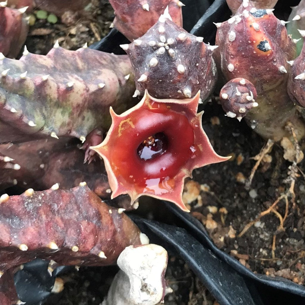  Huernia Insigniflora Plant Succulent Plant