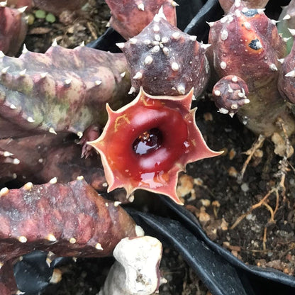  Huernia Insigniflora Plant Succulent Plant