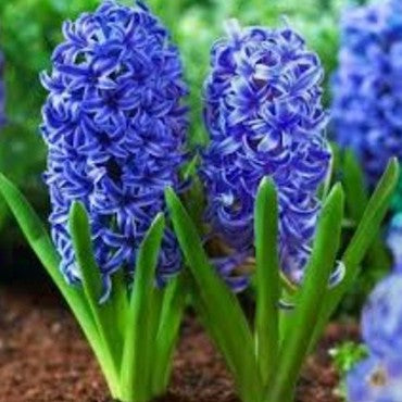  Hyacinth ‘Blue Jacket’ (Bulbs)