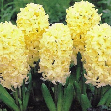  Hyacinth ‘City Of Haarlem’ (Bulbs)