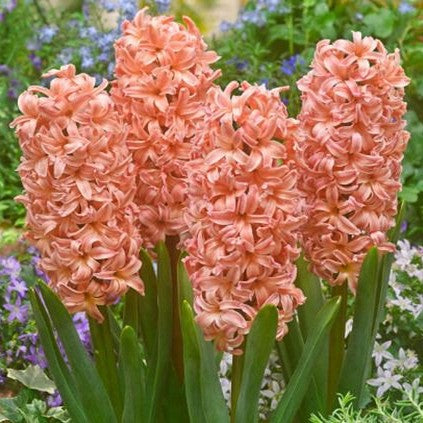  Hyacinth ‘Gypsy Queen’ (Bulbs)