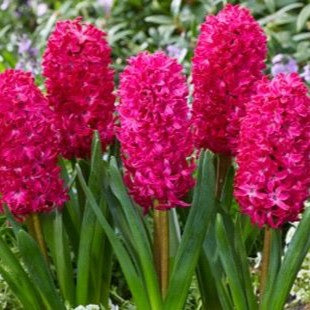  Hyacinth ‘Jan Bos’ (Bulbs)