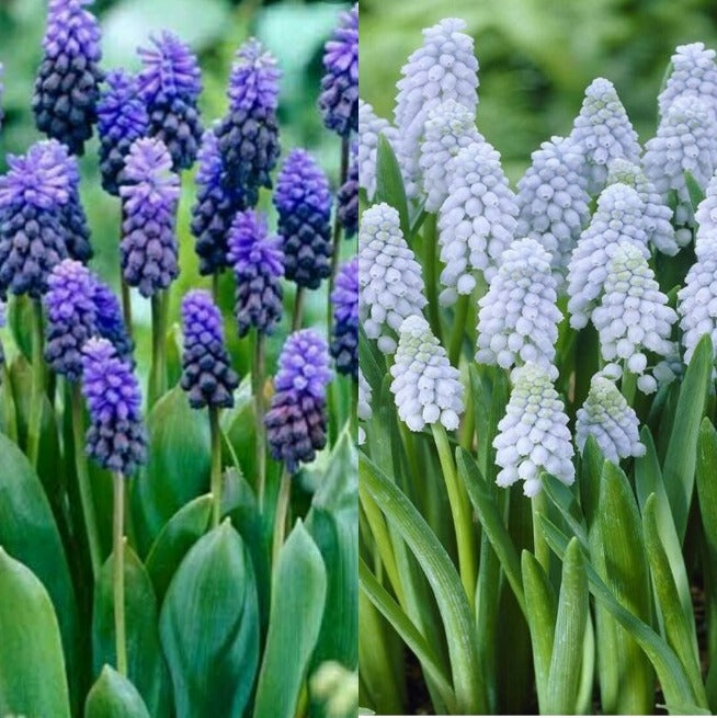  Grape Hyacinth (Mix Bulbs )