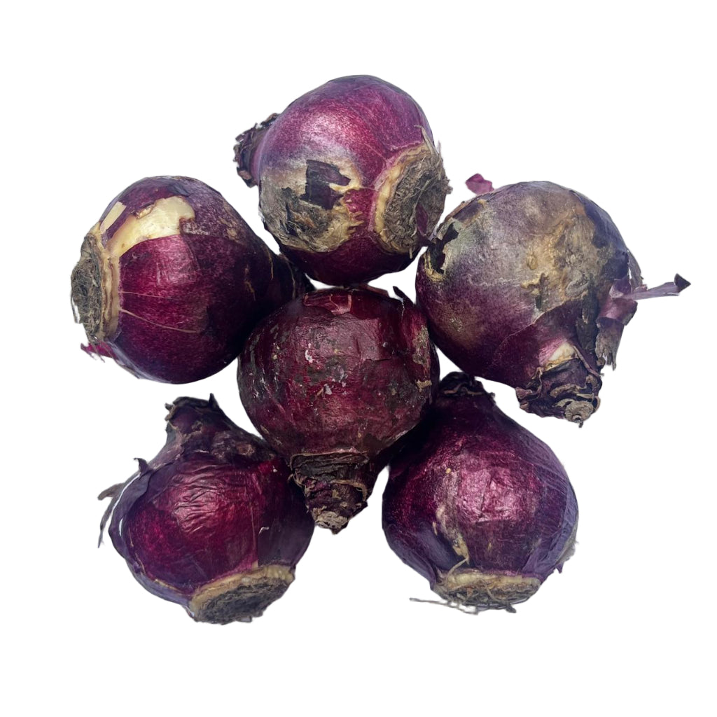  Hyacinth ‘Blue Jacket’ (Bulbs)