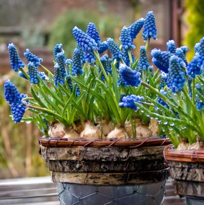  Grape Hyacinth (Mix Bulbs )
