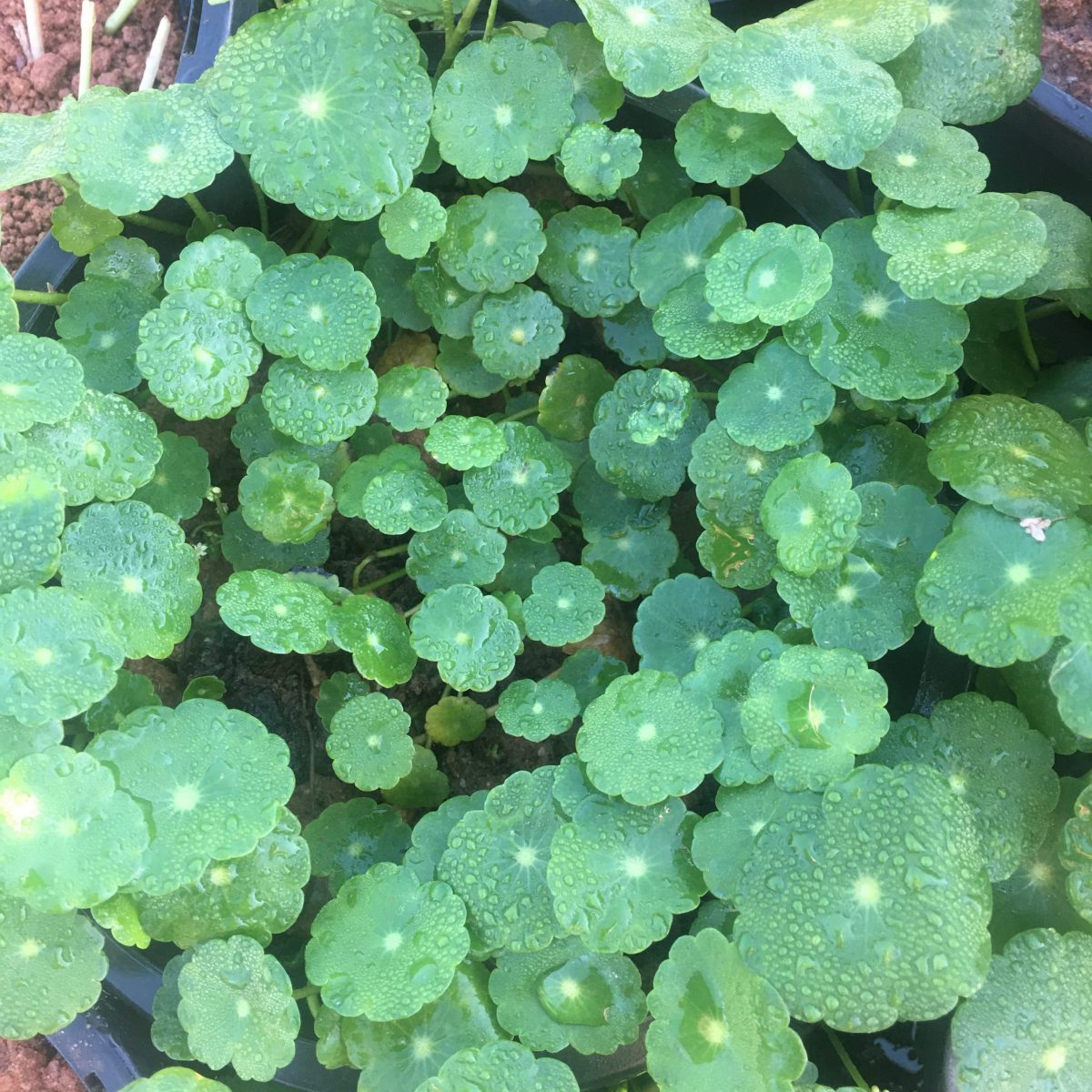  Hydrocotyle Vulgaris Plant