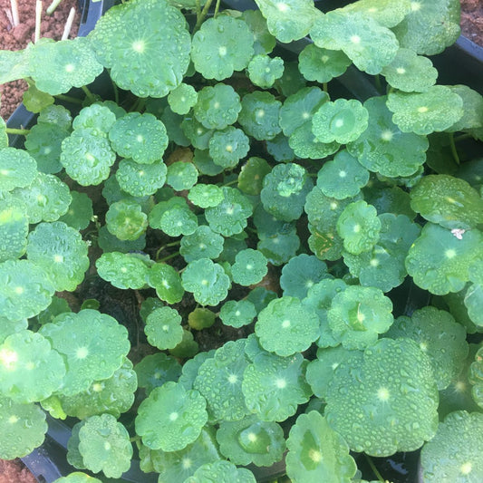  Hydrocotyle Vulgaris Plant