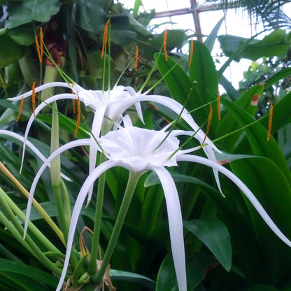  Hymenocallis Littoralis (Bulbs)
