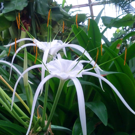  Hymenocallis Littoralis (Bulbs)