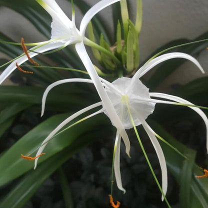  Hymenocallis Littoralis (Bulbs)