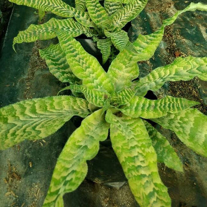  Cryptanthus Beuckeri Plant