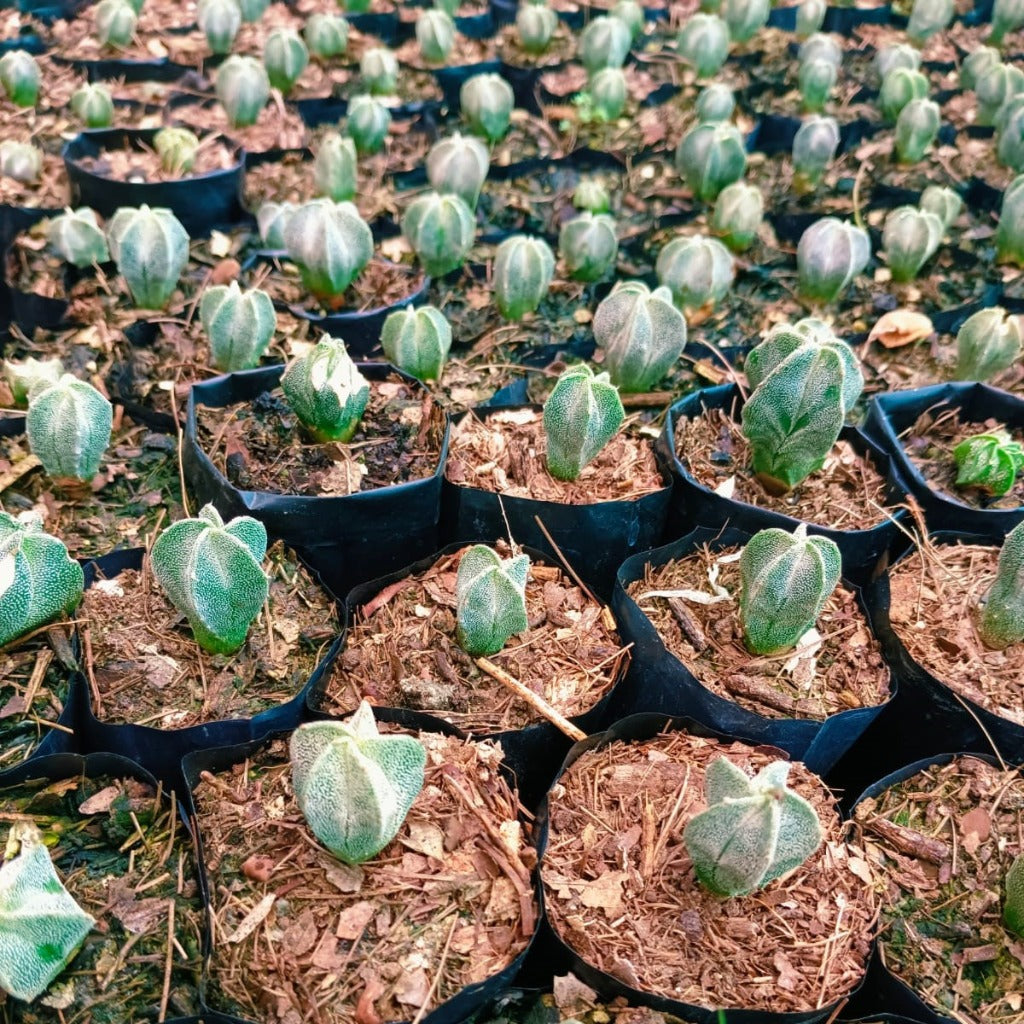  Astrophytum Myriostigma Bishops Cap Cactus Plant