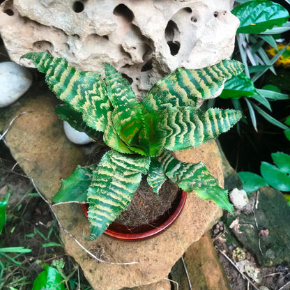  Kokedama Moss Ball Cryptanthus Blushing Zebra Plant