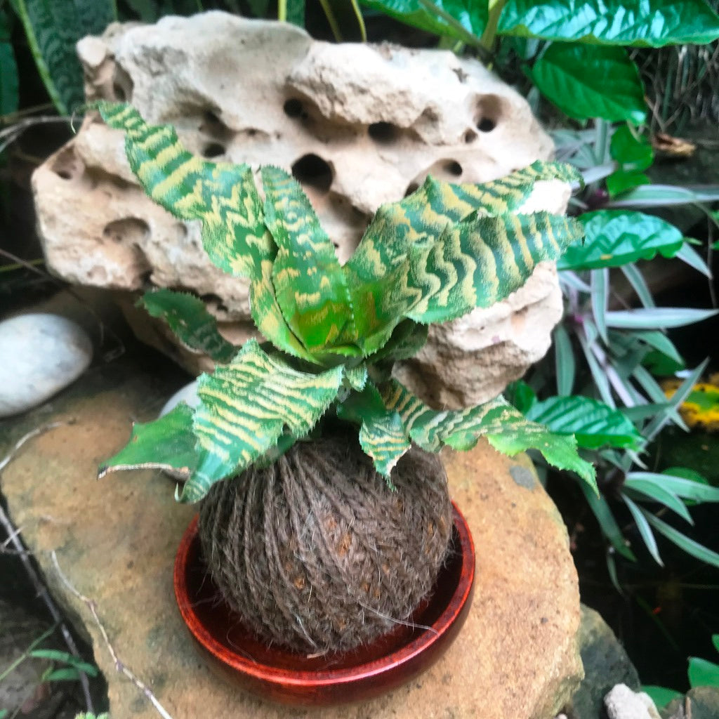  Kokedama Moss Ball Cryptanthus Blushing Zebra Plant