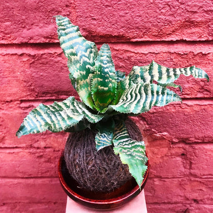  Kokedama Moss Ball Cryptanthus Blushing Zebra Plant