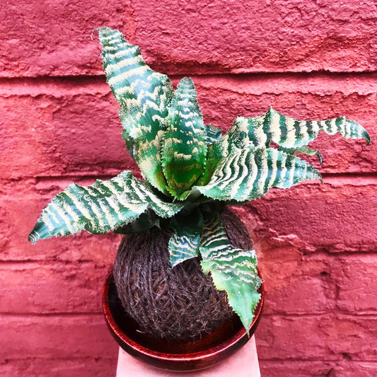  Kokedama Moss Ball Cryptanthus Blushing Zebra Plant