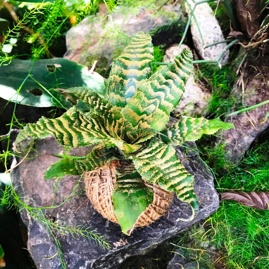  Kokedama Moss Ball Cryptanthus Blushing Zebra Plant