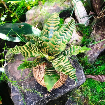  Kokedama Moss Ball Cryptanthus Blushing Zebra Plant