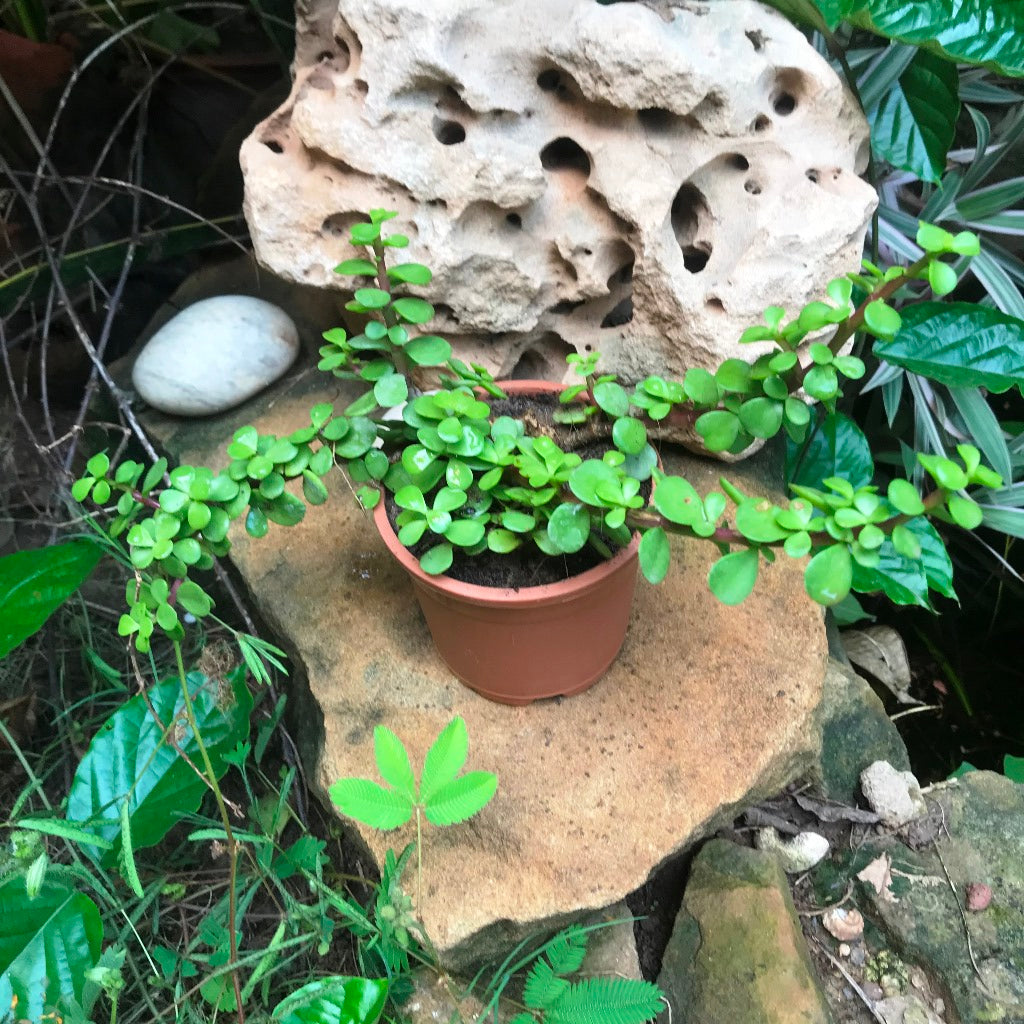  Dwarf Jade Portulacaria Afra Succulent Plant