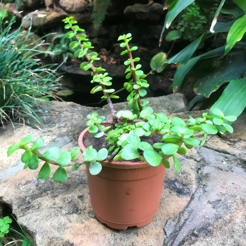  Dwarf Jade Portulacaria Afra Succulent Plant