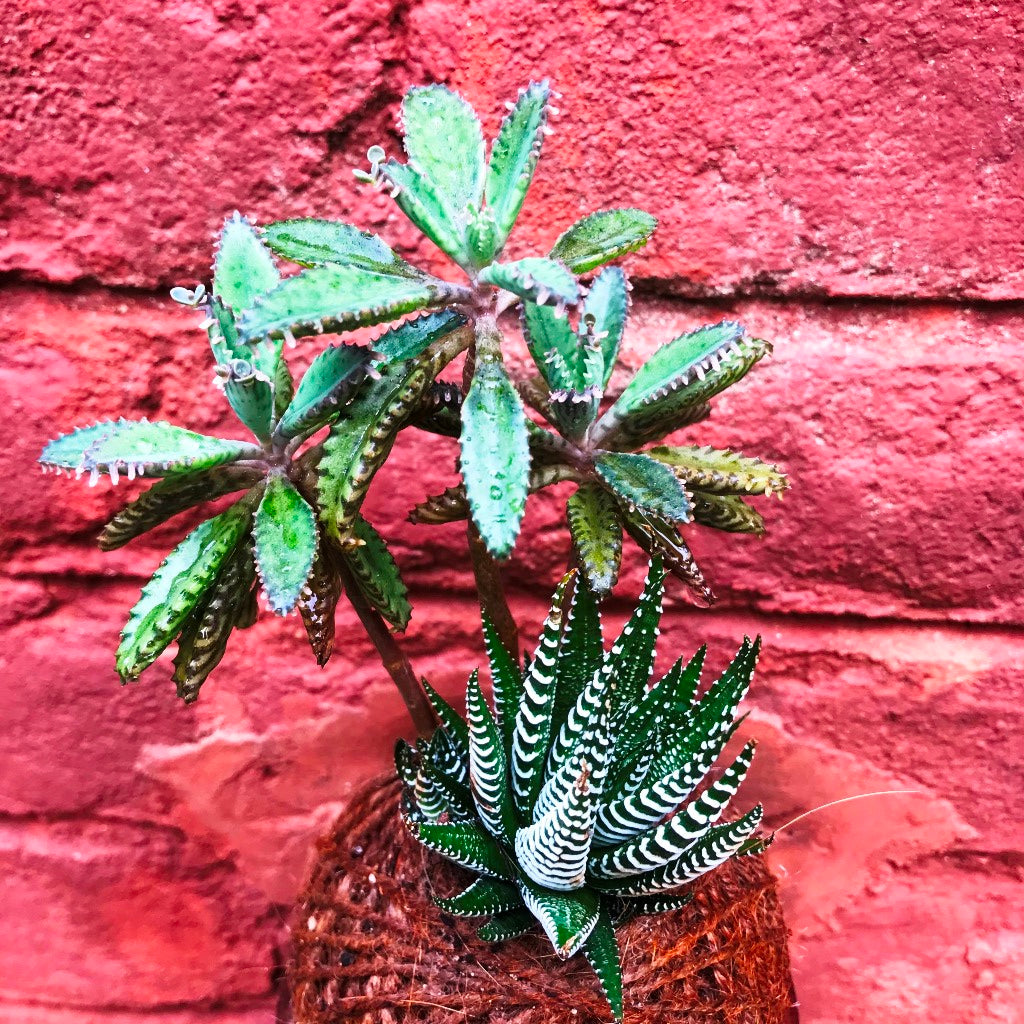  Kokedama Moss Ball Desert Pride Plant