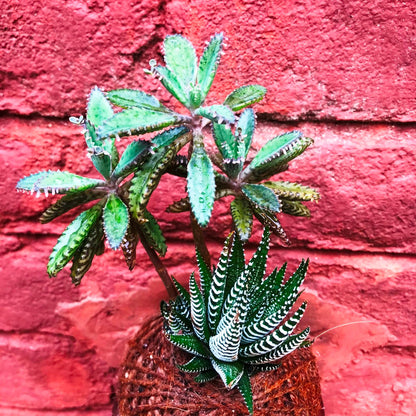  Kokedama Moss Ball Desert Pride Plant