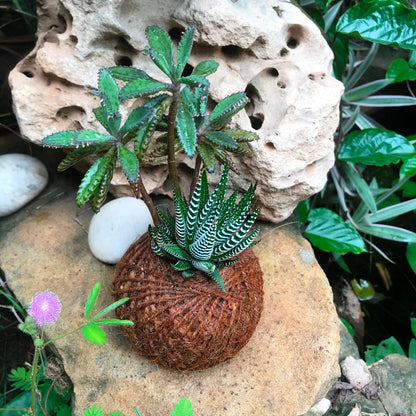  Kokedama Moss Ball Desert Pride Plant
