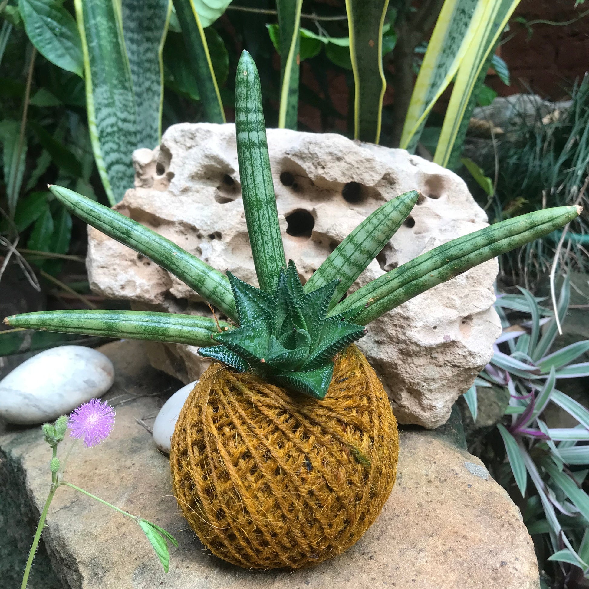  Kokedama Moss Ball Succulent Tiara Plant