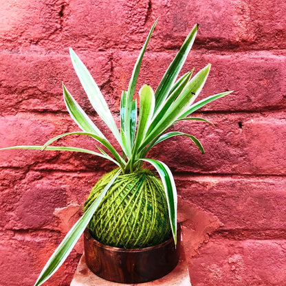  Kokedama Moss Ball Chlorophytum Comosum Plant