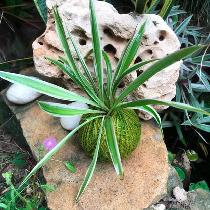  Kokedama Moss Ball Chlorophytum Comosum Plant