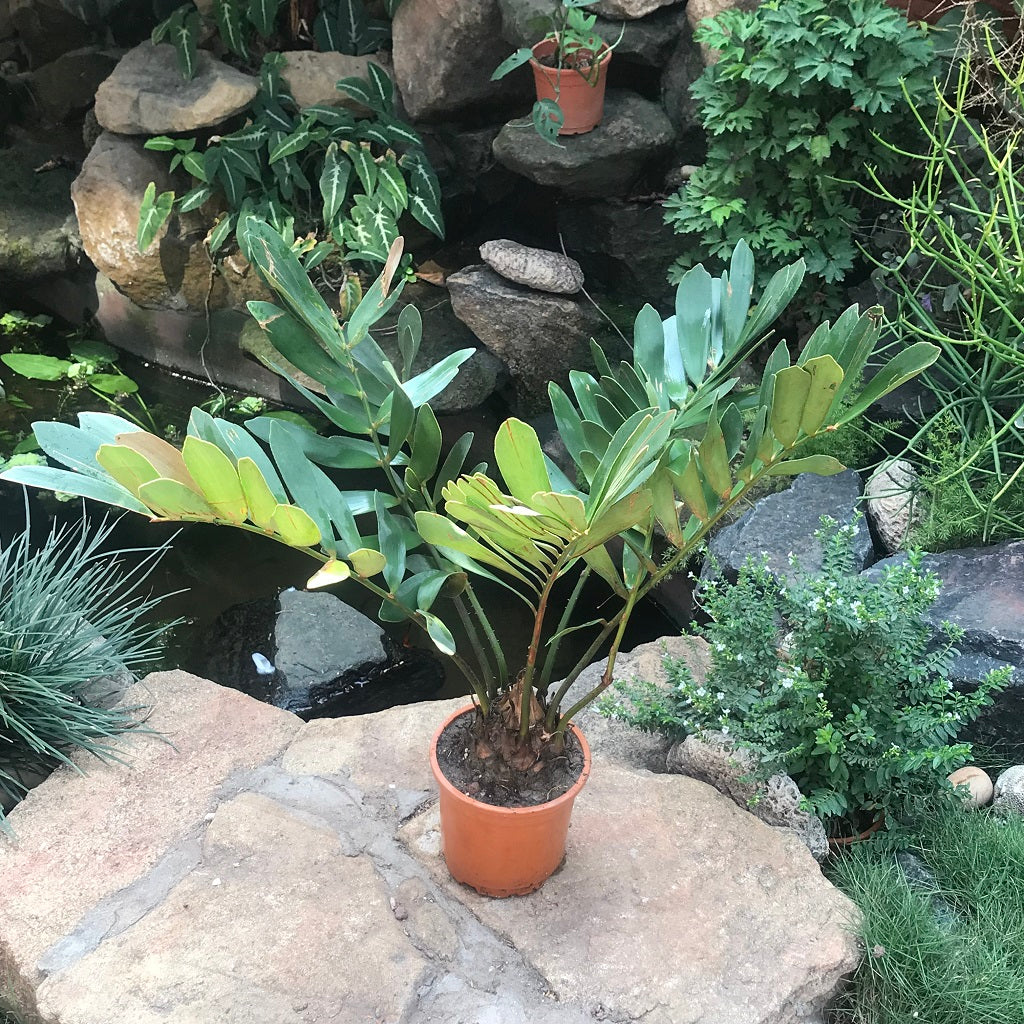  Zamia Furfuracea Plant
