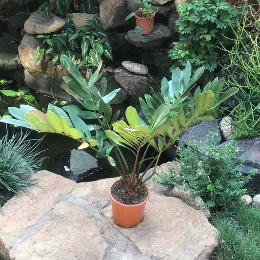  Zamia Furfuracea Plant