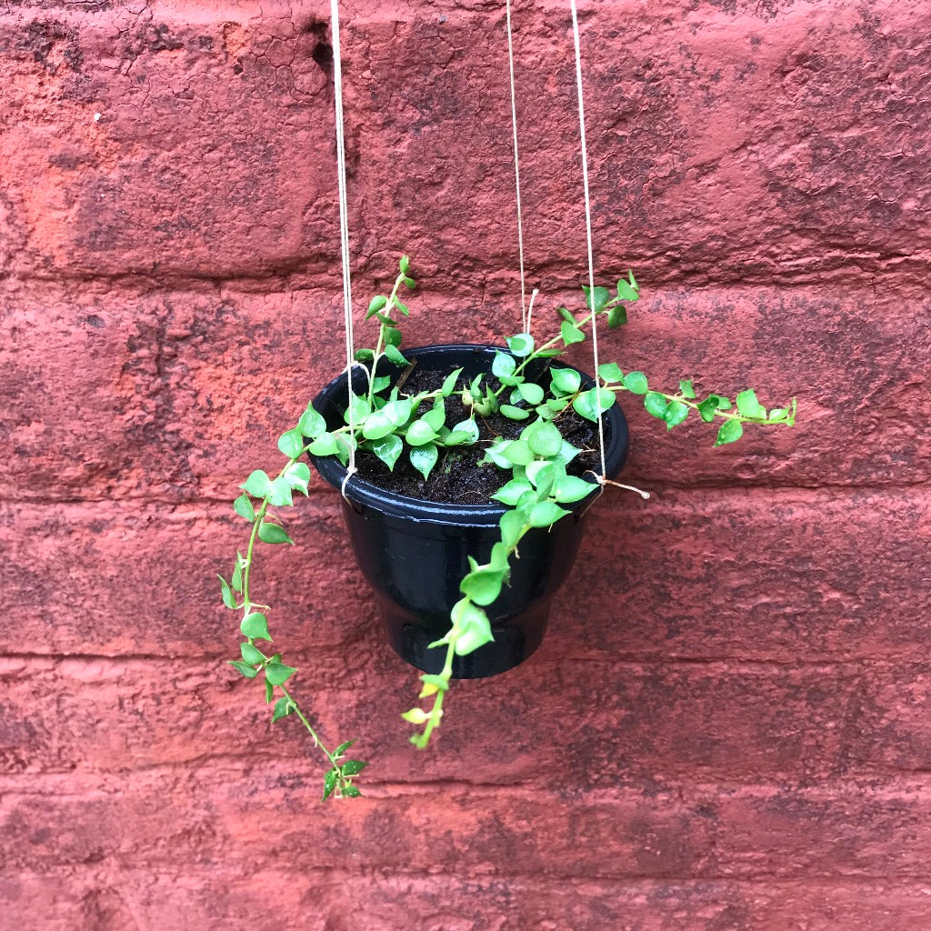  Dischidia Ruscifolia Million Hearts Plant