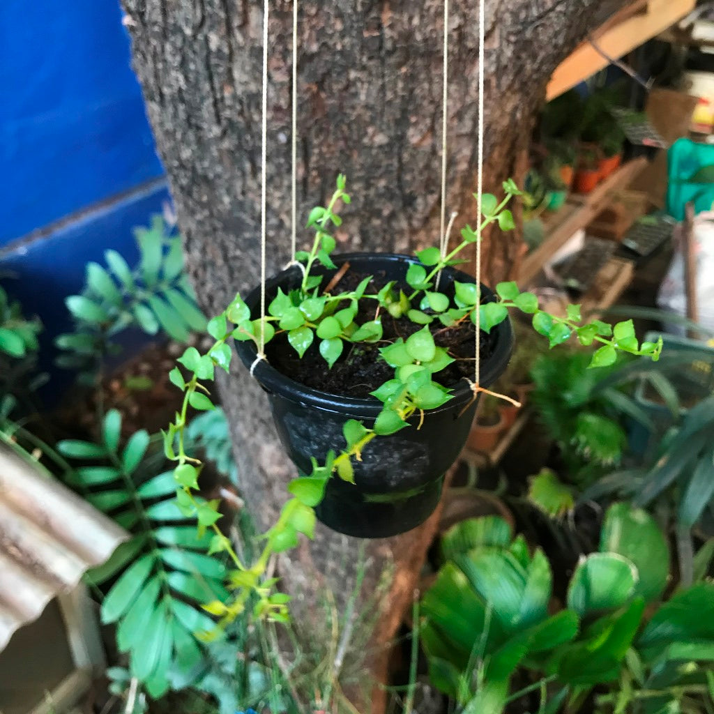  Dischidia Ruscifolia Million Hearts Plant