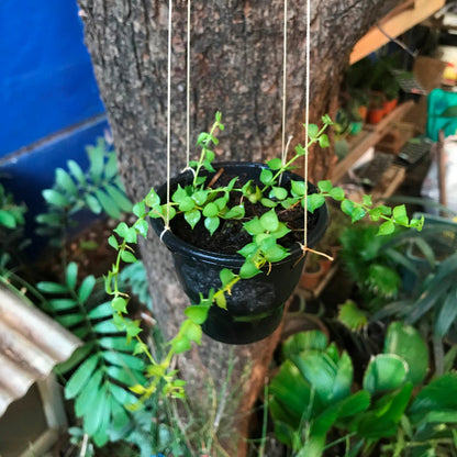  Dischidia Ruscifolia Million Hearts Plant