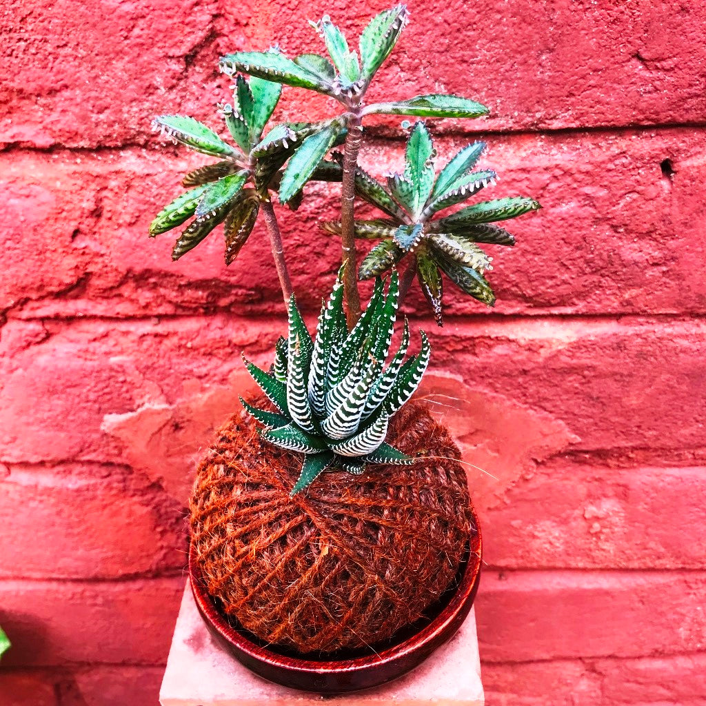  Kokedama Moss Ball Desert Pride Plant