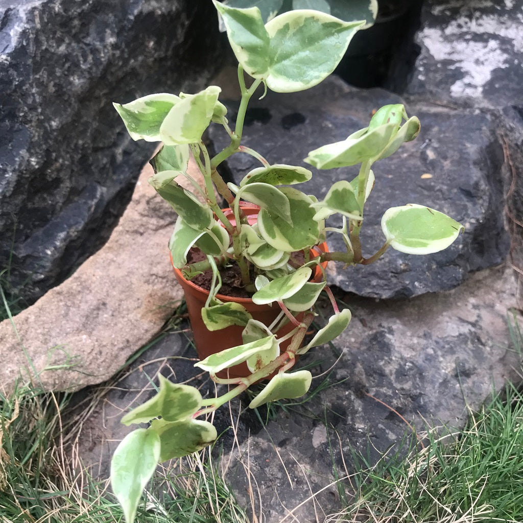  Peperomia Scandens Variegata Succulent Plant