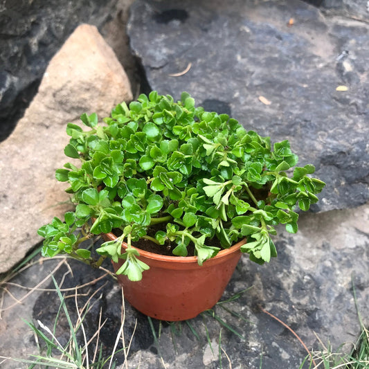  Pilea Depressa Green Succulent Plant
