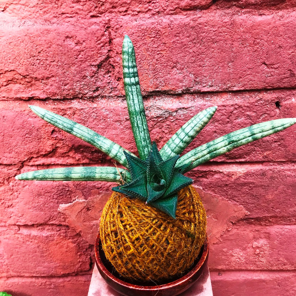  Kokedama Moss Ball Succulent Tiara Plant