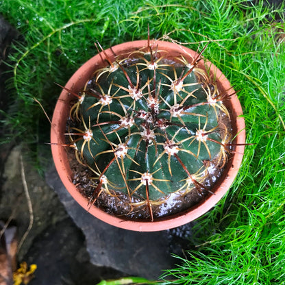  Melocactus Curvispinus Cactus Plant