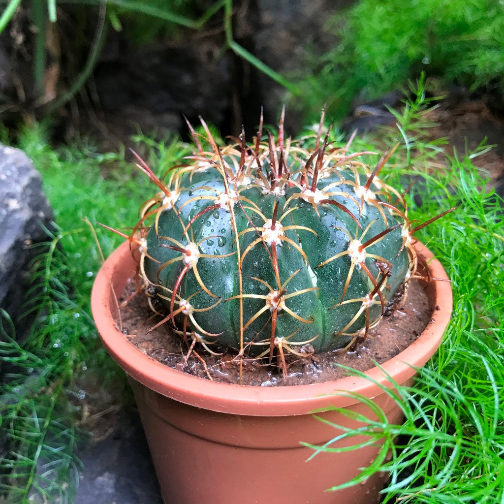  Melocactus Curvispinus Cactus Plant