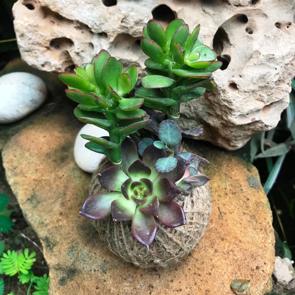  Kokedama Moss Ball Lucky Charm Plant
