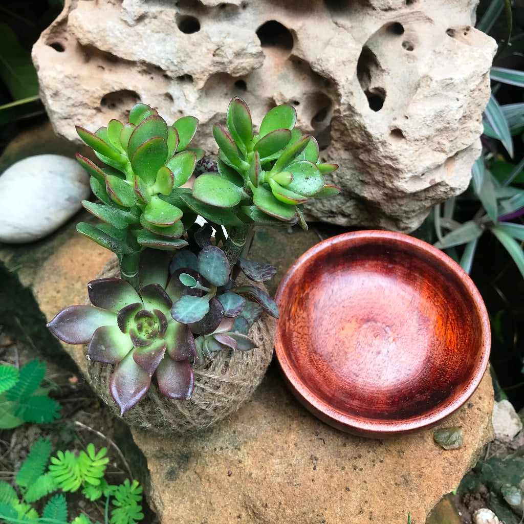  Kokedama Moss Ball Lucky Charm Plant