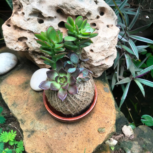  Kokedama Moss Ball Lucky Charm Plant
