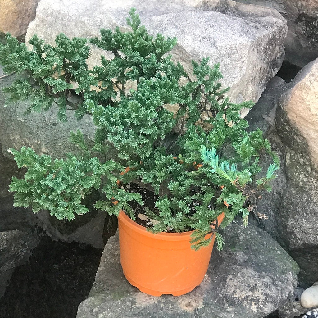  Prostrata Juniper Bonsai Plant