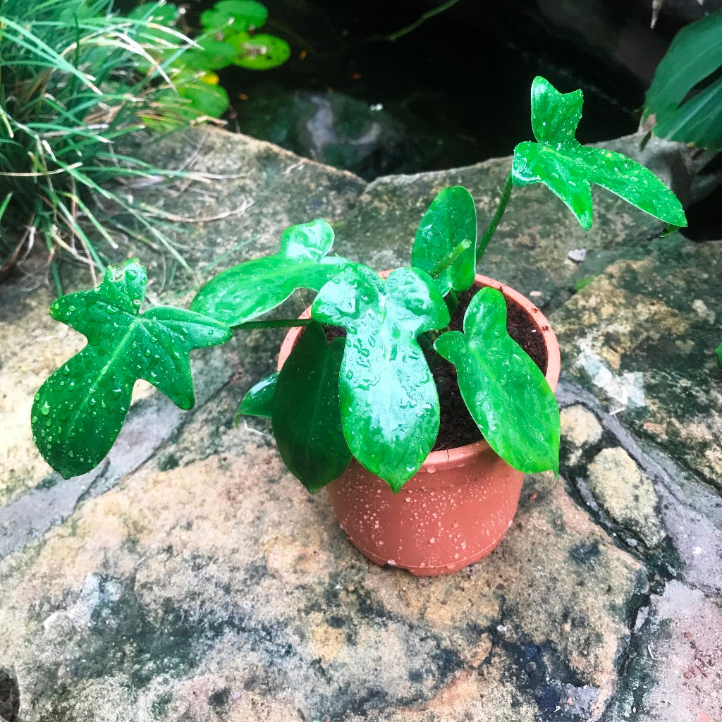  Philodendron Laciniatum Plant
